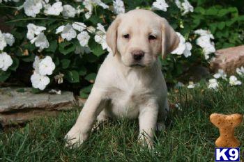 Asia - Yellow Lab Female
